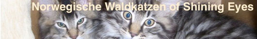 waldkatzen.jpg