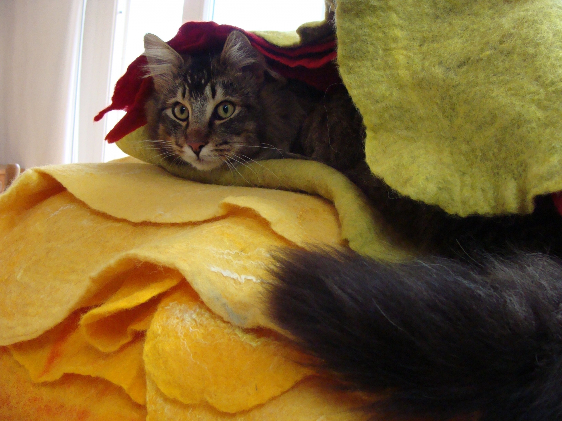 Norwegische Waldkatze Ueli